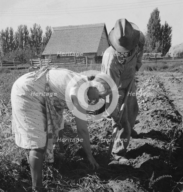 Couple digging their sweet potatoes in the fall, Irrigon, Morrow County, Oregon, 1939. Creator: Dorothea Lange.