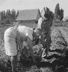 Couple digging their sweet potatoes in the fall, Irrigon, Morrow County, Oregon, 1939. Creator: Dorothea Lange