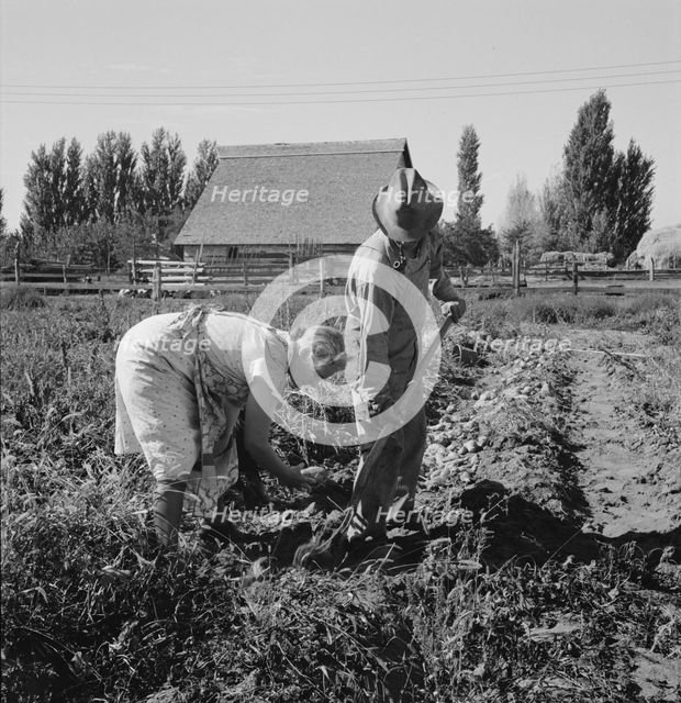 Couple digging their sweet potatoes in the fall, Irrigon, Morrow County, Oregon, 1939. Creator: Dorothea Lange.