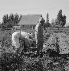 Couple digging their sweet potatoes in the fall, Irrigon, Morrow County, Oregon, 1939. Creator: Dorothea Lange