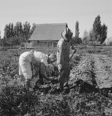 Couple digging their sweet potatoes in the fall, Irrigon, Morrow County, Oregon, 1939. Creator: Dorothea Lange