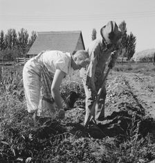 Couple digging their sweet potatoes in the fall, Irrigon, Morrow County, Oregon, 1939. Creator: Dorothea Lange
