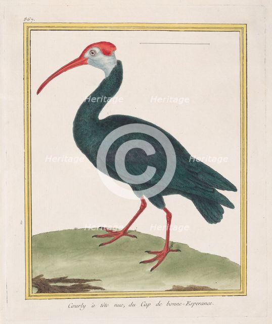 Courly à tête nu, du Cap de bonne Esperance (Bald Ibis from the Cape of Good Hope), 1770-86. Creator: François Nicolas Martinet.