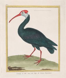 Courly à tête nu, du Cap de bonne Esperance (Bald Ibis from the Cape of Good Hope), 1770-86. Creator: François Nicolas Martinet