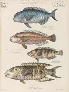Cours d'histoire naturelle, 1825-1826. Creator: Oudart, Paul Louis (1796-1860)