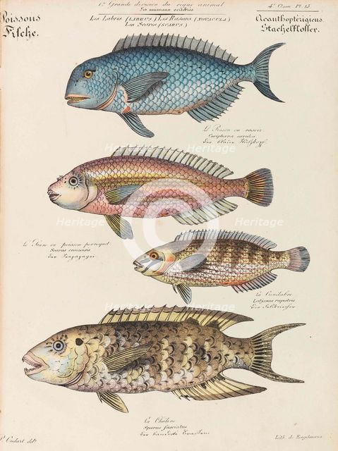 Cours d'histoire naturelle, 1825-1826. Creator: Oudart, Paul Louis (1796-1860).