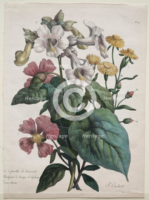 Cours dHistoire Naturelle, contenant les principales espèces du règne animal..., 1825. Creator: Godefroy Engelmann (French, 1788-1839).