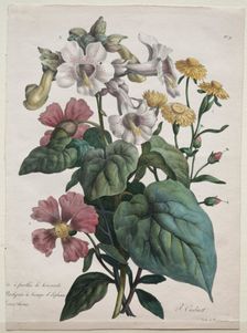 Cours dHistoire Naturelle, contenant les principales espèces du règne animal..., 1825. Creator: Godefroy Engelmann (French, 1788-1839)