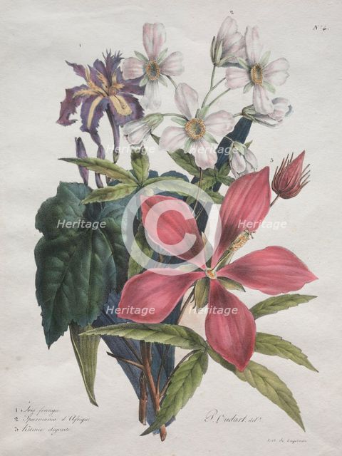 Cours dHistoire Naturelle, contenant les principales espèces du règne animal…, 1825. Creator: Godefroy Engelmann (French, 1788-1839).