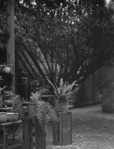 Courtyard, New Orleans, between 1920 and 1926. Creator: Arnold Genthe