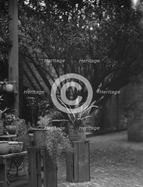 Courtyard, New Orleans, between 1920 and 1926. Creator: Arnold Genthe.