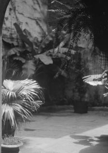 Courtyard, New Orleans, between 1920 and 1926. Creator: Arnold Genthe