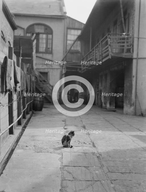 Courtyard with a cat, New Orleans, between 1920 and 1926. Creator: Arnold Genthe.
