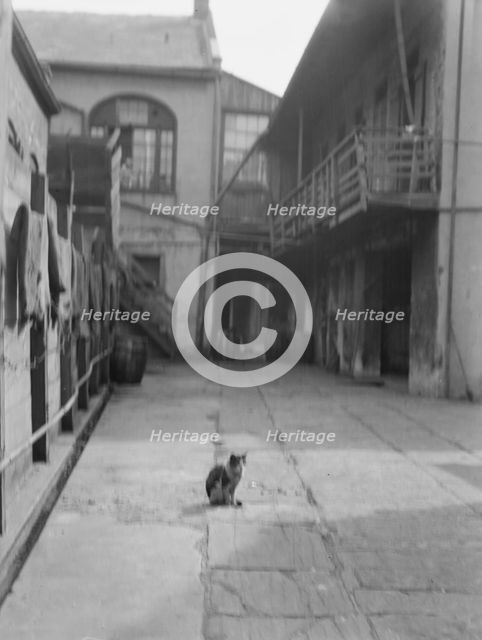 Courtyard with a cat, New Orleans, between 1920 and 1926. Creator: Arnold Genthe.
