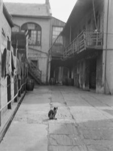 Courtyard with a cat, New Orleans, between 1920 and 1926. Creator: Arnold Genthe