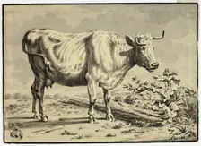 Cow, n.d. Creator: Unknown