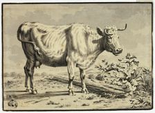 Cow, n.d. Creator: Unknown