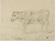 Cow, n.d. Creator: Sawrey Gilpin