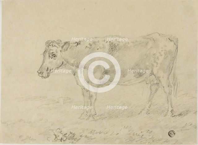 Cow, n.d. Creator: Sawrey Gilpin.
