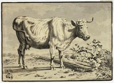 Cow, n.d. Creator: Unknown