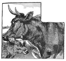 Cow and Calf c1900. Artist: Helena J. Maguire
