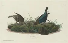 Cow Bunting, 1830. Creator: Robert Havell