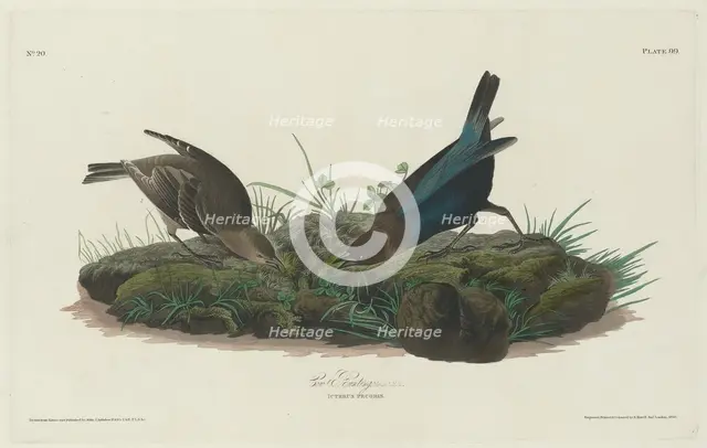 Cow Bunting, 1830. Creator: Robert Havell.