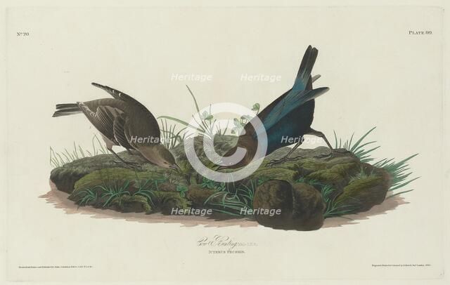 Cow Bunting, 1830. Creator: Robert Havell.