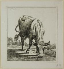 Cow Drinking, from Die Zweite Thierfolge, 1800. Creator: Johann Christian Reinhart