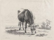 Cow grazing, 1805., 1805. Creator: Adam von Bartsch
