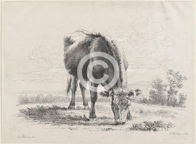Cow grazing, 1805., 1805. Creator: Adam von Bartsch.