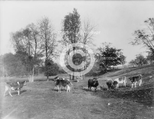 Cow pasture, Mt. Clemens, between 1880 and 1899. Creator: Unknown.