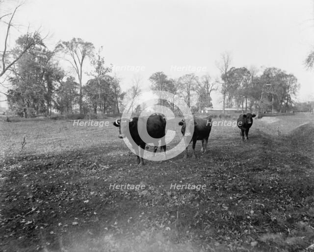 Cow pasture, Mt. Clemens, between 1880 and 1899. Creator: Unknown.