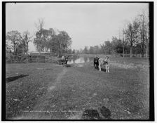 Cow pasture near Mt. Clemens, between 1880 and 1899. Creator: Unknown