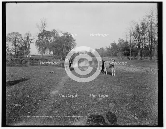 Cow pasture near Mt. Clemens, between 1880 and 1899. Creator: Unknown.