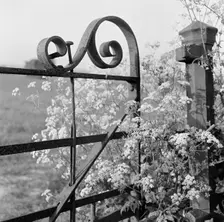Cow parsley growing through a decorative wrought-iron gate...Lewes district of East Sussex, 1959. Creator: John Gay
