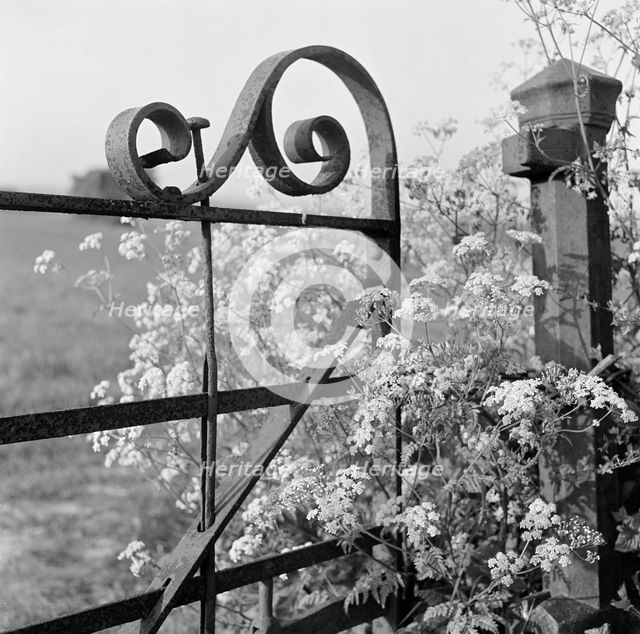 Cow parsley growing through a decorative wrought-iron gate...Lewes district of East Sussex, 1959. Creator: John Gay.