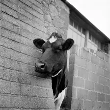 Cow peering around the corner of a brick buttress on a farm on the Isle of Wight, 1960s. Artist: John Gay
