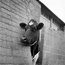 Cow peering around the corner of a brick buttress on a farm on the Isle of Wight, 1960s. Artist: John Gay
