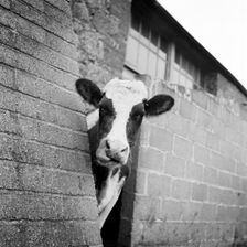 Cow peering around the corner of a brick buttress on a farm on the Isle of Wight, 1960s.. Artist: John Gay