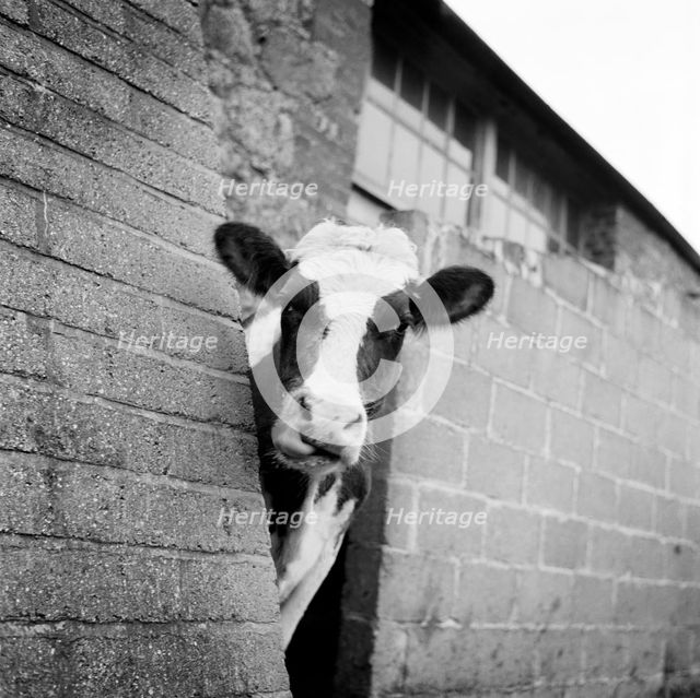 Cow peering around the corner of a brick buttress on a farm on the Isle of Wight, 1960s.. Artist: John Gay.
