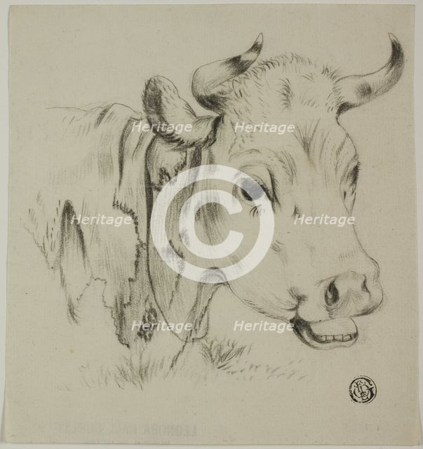 Cow's Head, n.d. Creator: Unknown.