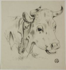 Cow's Head, n.d. Creator: Unknown
