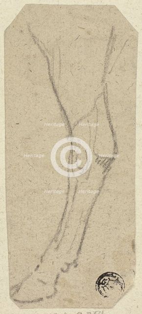 Cow's Leg, n.d. Creator: Unknown.