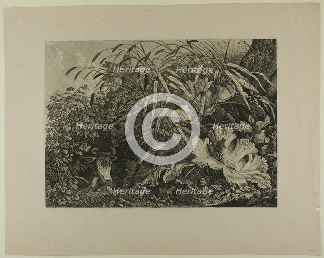 Cow Standing in a Swamp, n.d. Creator: Carl Wilhelm Kolbe the elder.