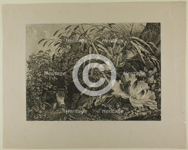 Cow Standing in a Swamp, n.d. Creator: Carl Wilhelm Kolbe the elder.