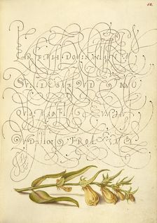 Cow-Wheat; Mira calligraphiae monumenta, 1561-1562; illumination added 1591-1596. Creator: Joris Hoefnagel
