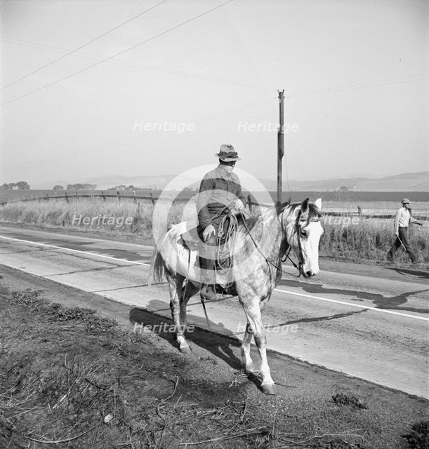 Cowboy bringing cattle in from range, Contra Costa County, 1938. Creator: Dorothea Lange.