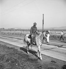 Cowboy bringing cattle in from range, Contra Costa County, 1938. Creator: Dorothea Lange