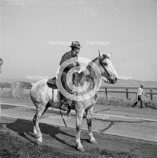 Cowboy bringing cattle in from range, Contra Costa County, 1938. Creator: Dorothea Lange.